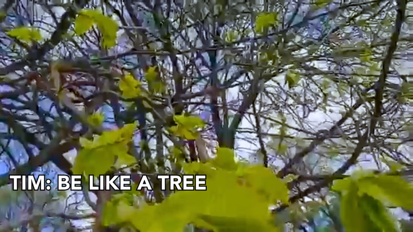 Tim: Be like a tree